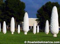 Field of Giant Corn on the Cob