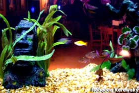 Kahiki Light via the fish tank.