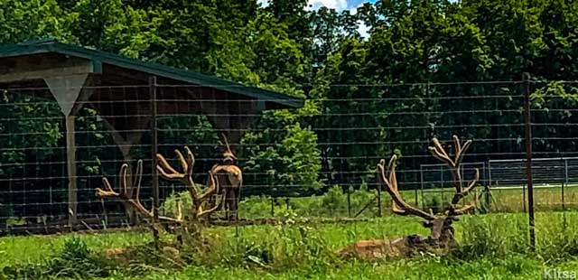 Elk ranch.