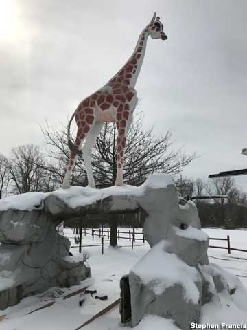 Giraffe in winter.