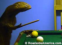 Weasels Playing Pool.
