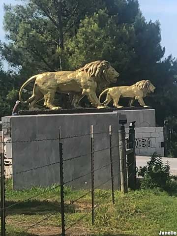 Golden gate lions.