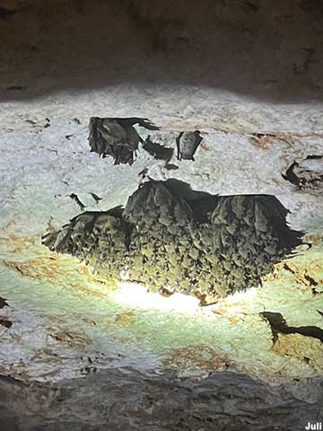 Bats on the ceiling.