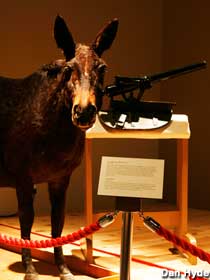 Mule Gun display.