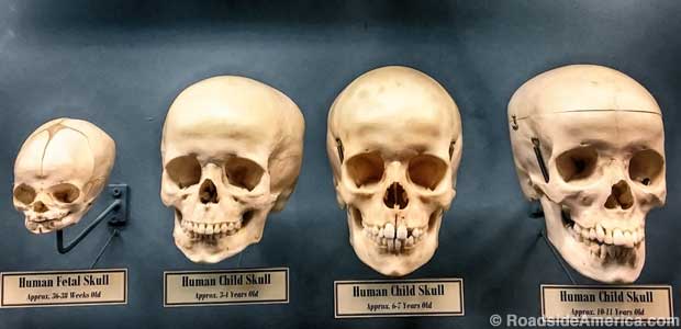 Row of young human skulls.