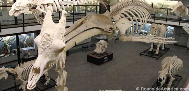 A skeletal circus: giraffe, humpback whale, and the skull of an elephant.