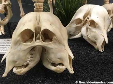 The museum's memorable collection of freak calf skulls.