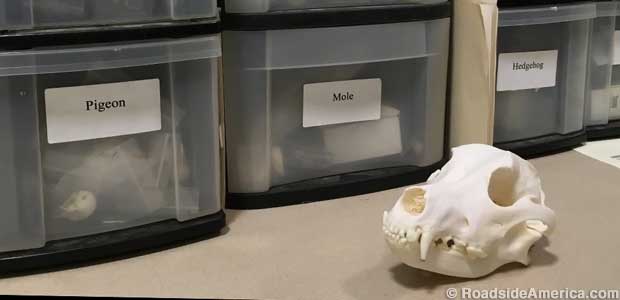 Dog skull on the counter; bins of bones ready for sale.