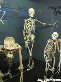 Displays of bones.
