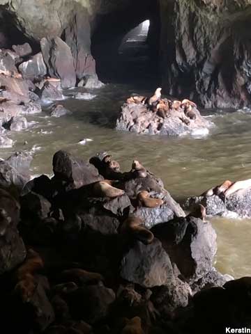 Sea Lion Caves.