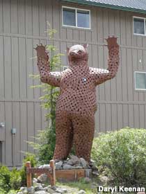 Kodiak the Bear.