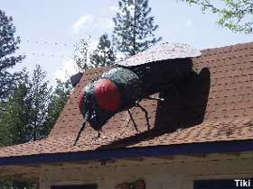 Giant Fly.  