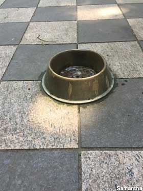 Public dog bowl fountain.