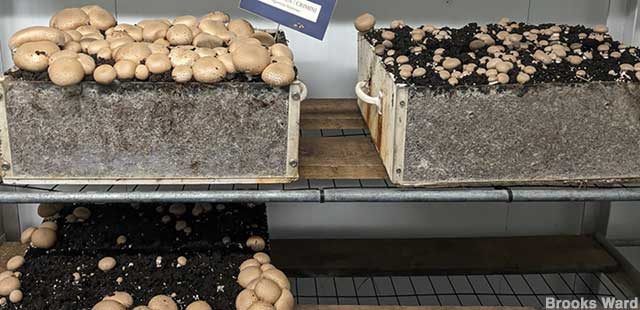 Mushroom Museum.