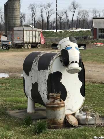 Milk can cow.