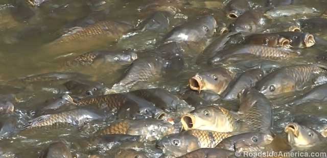 Carp mass for more bread droppings.