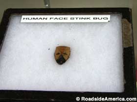 Human Face Stink Bug.
