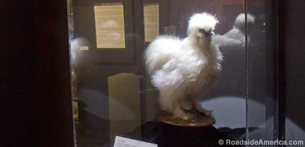 Silkie Chicken at the Center for PostNatural History
