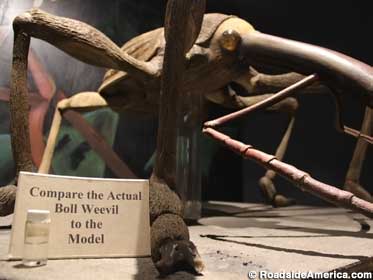 Boll Weevil model and specimen.