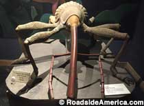 Cotton Museum: Lizard Man!