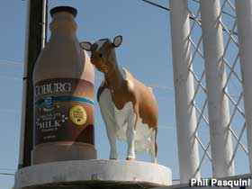 Milk bottle and cow.
