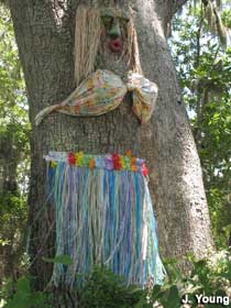 Hula Girl tree.
