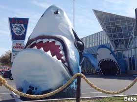 Shark statue and shark entrance.