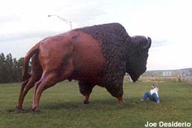 Big buffalo.