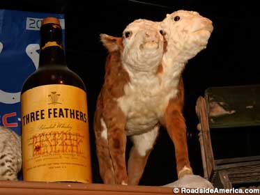 2-headed calf named Double Cheeseburger.
