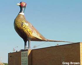 Pheasant on top of Huron building.