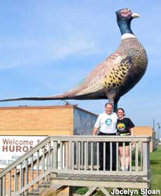 World's Largest Pheasant.