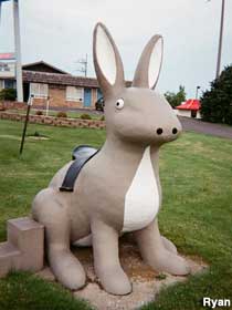 Jackalope without antlers.