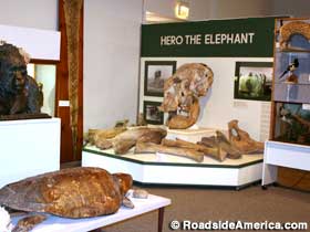 The exhibit on Hero the Elephant.