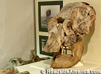 Skull and Bones of Hero the Elephant