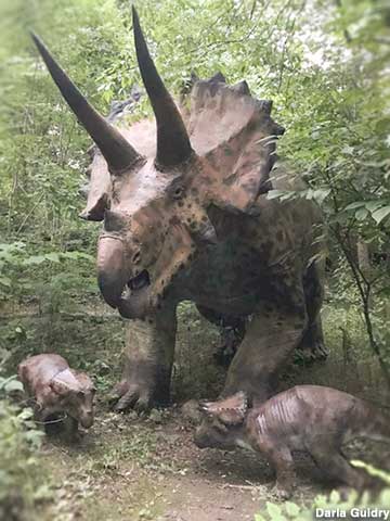 Triceratops family.