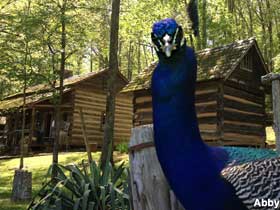 Peacock action in Appalachia.