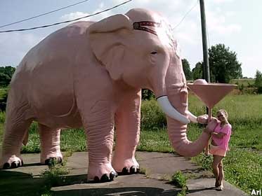 Pink Elephant.