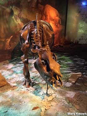 Dino skeleton.