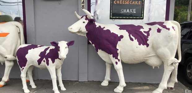 Purple cows.