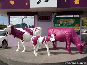 Purple cows.