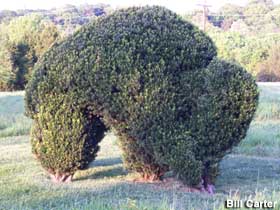 Topiary bison.