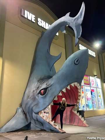 Shark entrance at night.