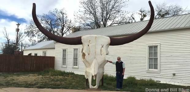 Giant Texas longhorn skull.
