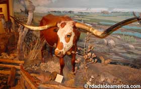 Old Tex, the longest Texas Longhorn, 8 ft. 1.5 in. across, reportedly died when he was struck by lightning.