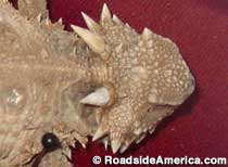 Old Rip the Horned Toad.