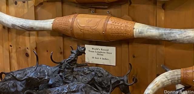 World Record Texas Longhorn Steer Horns.