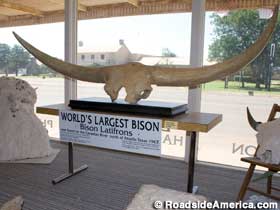 World's Largest Bison.