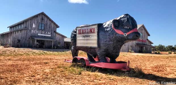 Bull on a trailer.
