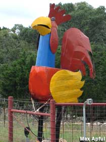 Big rooster.