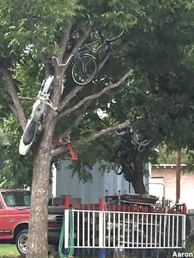 Bike tree.